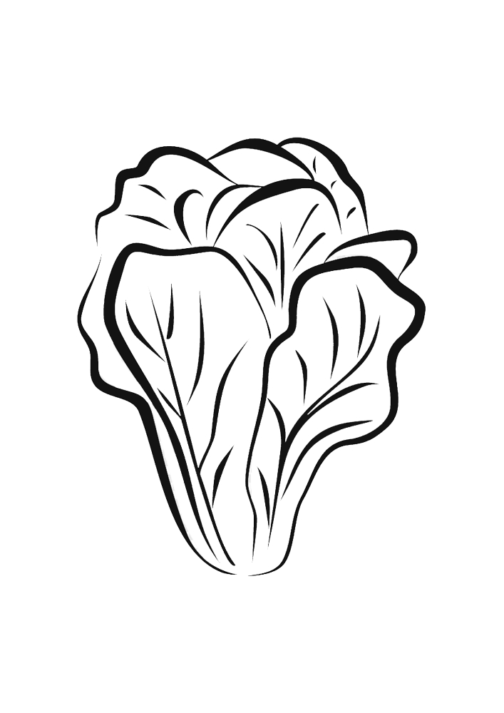 Coloring page Cabbage Print